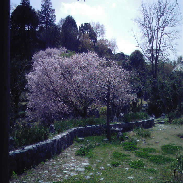 ʲ
